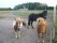 centre_equestre.jpg